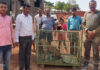 भक्ष्याचा पाठलाग करताना विहिरीत पडलेल्या बिबटयाला वनविभागकडून जीवदान