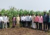 ओला चारा लागवडीचा पायलट प्रोजेक्ट शेतकऱ्यांसाठी दिशादर्शक- प्रशांत यादव