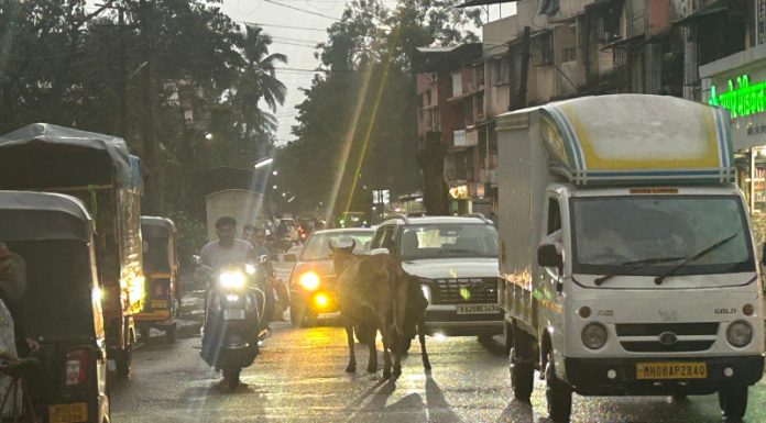 गोवळकोट, गोवळकोट रोड येथे मोकाट जनावरांचा हाहाकार