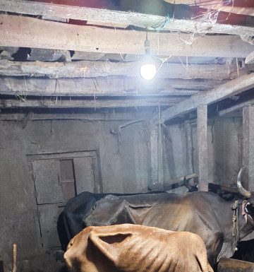 दापोलीतील विसापूर येथे २९ गोवंश जनावरांची पोलिसांनी केली सुटका
