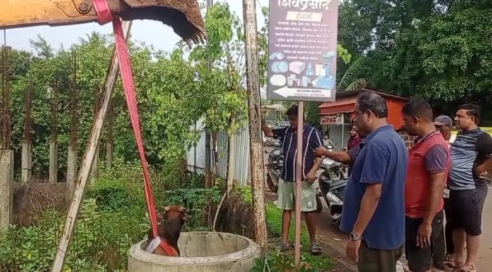 कणकवली डीपी रोड नजीकच्या गटाराच्या चेंबरमध्ये पडलेल्या बैलाला जीवदान