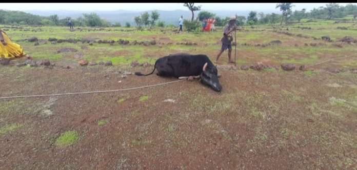 विजेच्या धक्याने शिवणे येथील बैलाचा मृत्यू