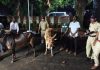 देवरुख पोलीसांनी मुर्शी चेकपोस्ट येथे गोवंश वाहतूक करणारी बोलेरो पकडली