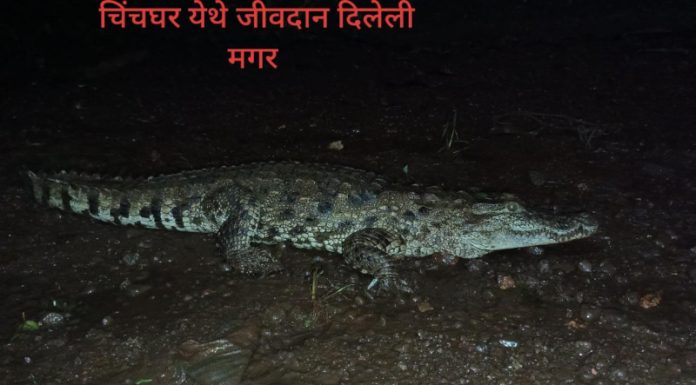 चिंचघर प्रभुवाडी मध्ये मानवी वस्तीत शिरलेल्या मगरीला जीवदान