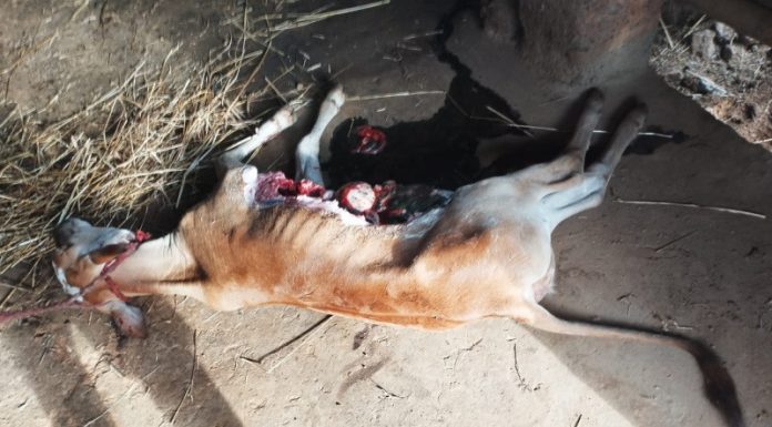 कुशिवडे गावात बिबट्याचा धुमाकूळ; बिबट्याकडून गाई, वासरू, बकर्यांचा फडशा*