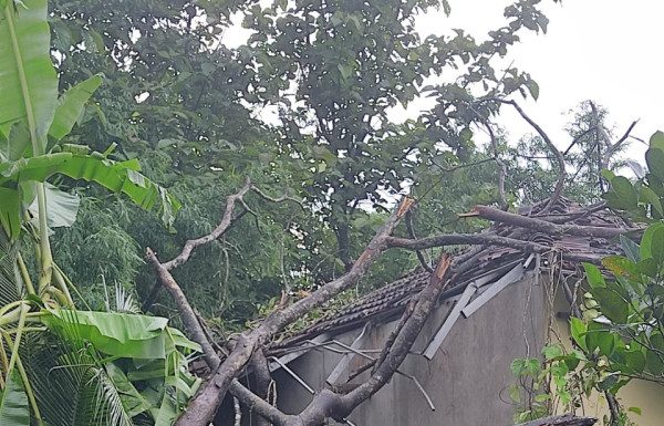 नापणेत घरावर कोसळले झाड : वृद्ध महिलेचे नुकसान