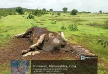 प्रिंदावण मानवाडी येथे मृतावस्थेत आढळून आला रानगवा