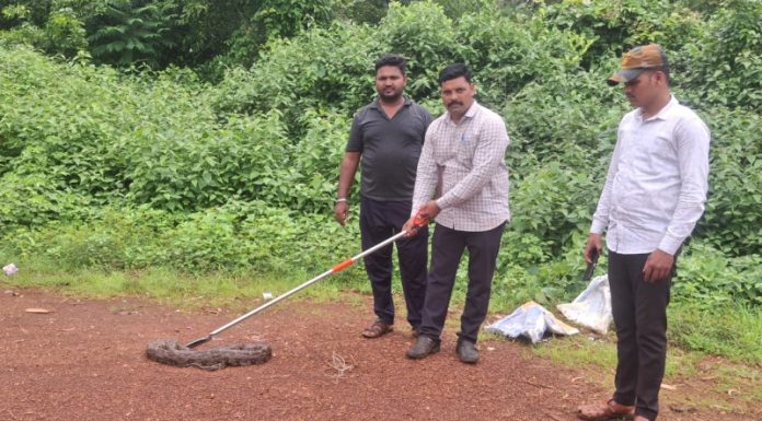 पाटपन्हाळेत महाकाय अजगराला जीवदान