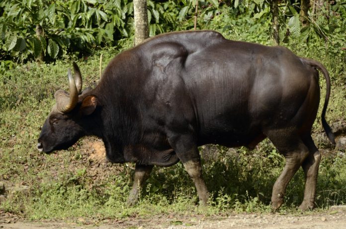 Indian_Gaur_from_anaimalai_hills_JEG5290
