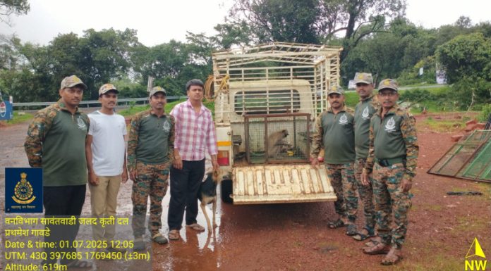 आंबोलीत हॉटेलमध्ये घुसलेल्या माकडाला वनविभागाने सोडले नैसर्गिक अधिवासात