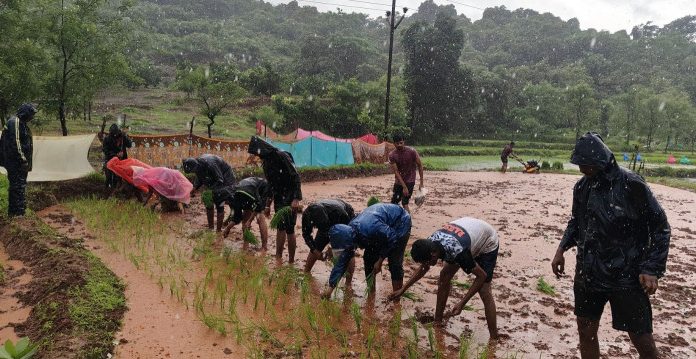 पाचाड येथे चारसुत्री भात लागवडीचे यशस्वी प्रात्यक्षिक