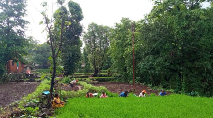खेड मधील ग्रामीण भागात भात लावणीची लगबग सुरु