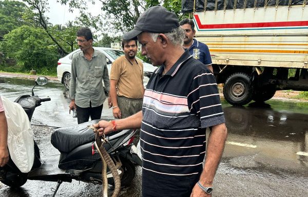 माजगाव येथे अडीच फुटी नागाला सर्पमित्रांकडून जिवदान