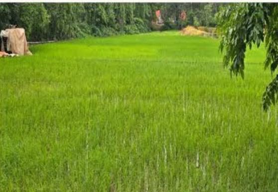 चिपळुणात ८० टक्के भात शेती लागवड पूर्णत्वास