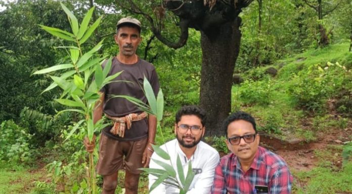 तरुण शेतकऱ्यांचा बांबू लागवडीकडे सकारात्मक कल