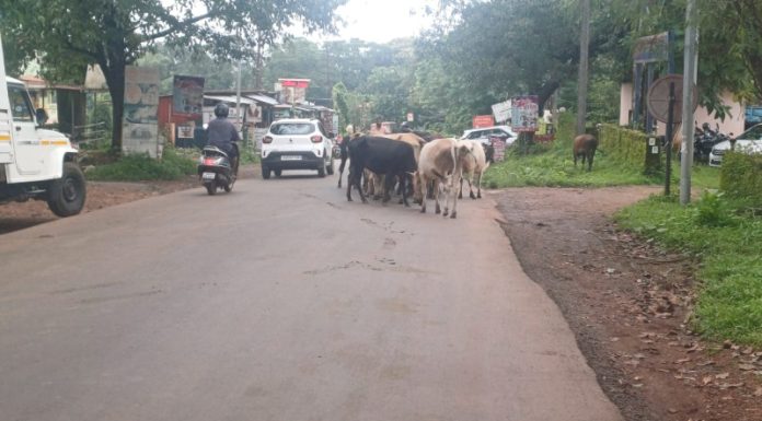 दोडामार्ग नगरपंचायत हद्दीत बेवारस जनावरांचा वाढता त्रास – नागरीक त्रस्त