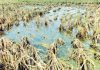 कोकणातील शेतकऱ्याची नवी उभारी…