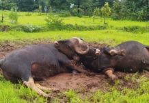 दोन गव्यांच्या झुंजीचा थरारक अखेर; शिंगे अडकल्याने मृत्यू