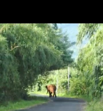 घोटगे नंतर पाळयेत हत्तीचा धुमाकूळ आता मोर्ले गावात!!