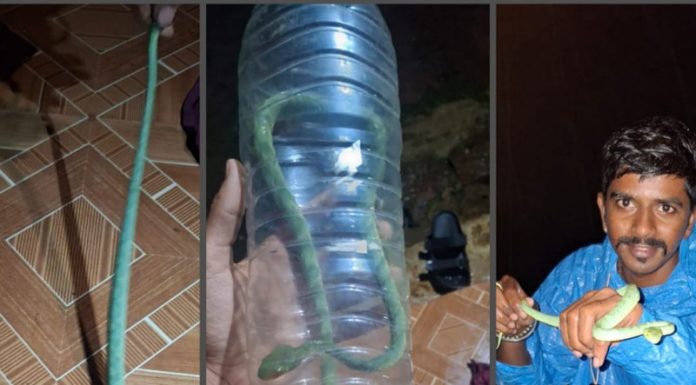 लोटे-घाणेकुंट परिसरात दुर्मिळ ‘चापडा’ सापाचे सुरक्षित रेस्क्यू