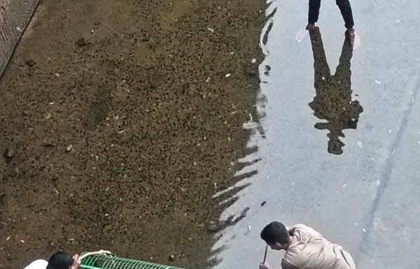 शिरगाव डॅममध्ये मगरीचे वन विभागाच्या पथकाकडून यशस्वी रेस्क्यू