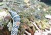 झोळंबे गावात आढळला दुर्मिळ “फ्लायिंग स्नेक”
