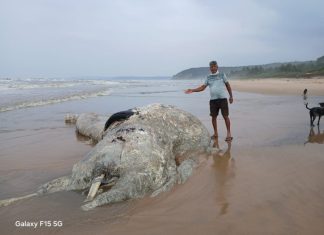 वायंगणी कांबळीवाडी समुद्रकिनारी कुजलेल्या अवस्थेत आढळला भला मोठा व्हेल मासा..