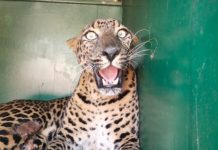 मागील दोन्ही पाय जायबंदी अवस्थेत आढळला बिबट्या