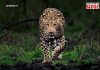 Leopard Conflict : ‘गोळी’ की ‘नसबंदी’? बिबट्याला पकडण्यासाठी सरकारचा मास्टरस्ट्रोक! तब्बल ‘इतक्या’ कोटींचा खर्च करणार अन्…