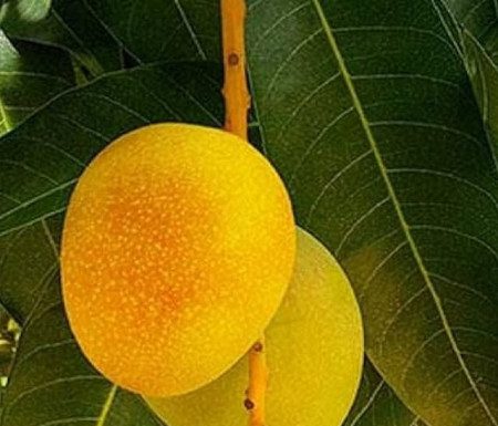 हापूस आंबा लांबणीवर…!