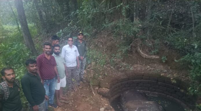 दोडामार्ग: विहिरीत पडून जंगली गवारेड्याचा दुर्दैवी मृत्यू; माटणे येथील घटना