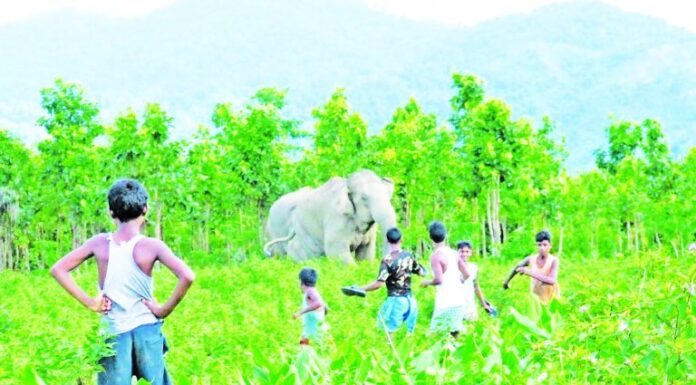 मानव-वन्यजीव संघर्षांत शेतीचे वर्षाकाठी १० हजार कोटींचे नुकसान !