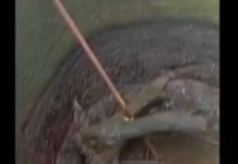 तनाळी येथे ३० फूट खोल विहिरीत अडकलेल्या अजगर पिल्लाचे रेस्क्यू