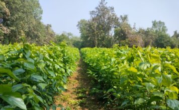 ‘हुकमी रेशमी पैसा’
