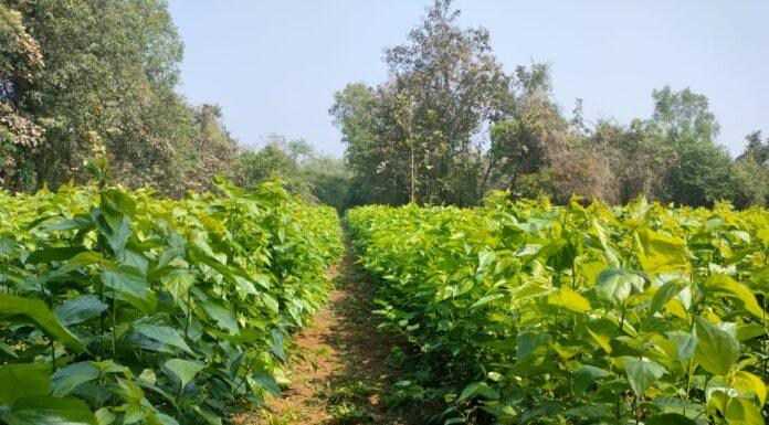 ‘हुकमी रेशमी पैसा’