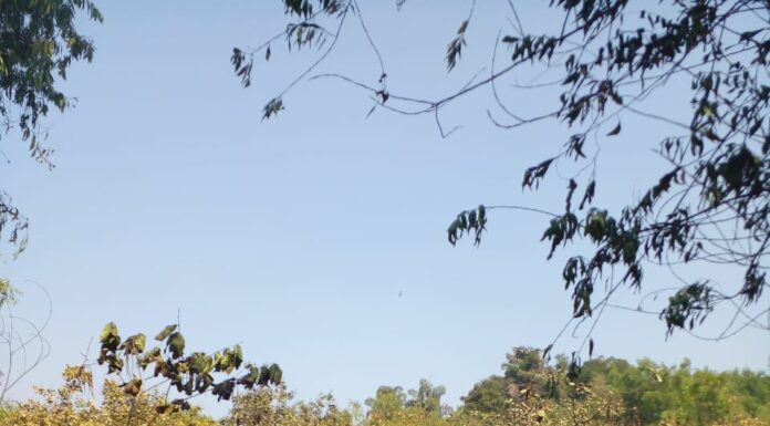 रोणापाल येथे आगीत काजू बागायती होरपळली