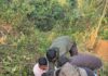 सावंतवाडीत विहिरीत पडलेल्या रानडुकराची वनविभागाकडून सुखरूप सुटका