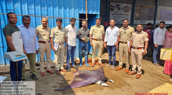कोल्हापुरात दुर्मिळ ‘शॉर्टफिन डेव्हिल रे’ मासा जप्त; एकाविरुद्ध गुन्हा दाखल