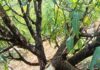 शिरगाव–निमतवाडी येथे हापूस बागांची गवारेड्यांकडून नासधूस