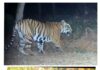 सह्याद्री व्याघ्र प्रकल्प मध्ये नव्या नर वाघाची नोंद; ‘STR T9’ ला स्थानिकांकडून ‘शिलेदार’ नाव