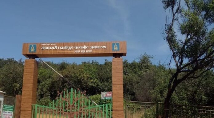 दाजीपुर अभयारण्य ७ एप्रिल पर्यंत बंद…