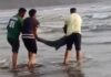 कोकणच्या किनाऱ्यावर माणुसकीचे दर्शन: दाभोळमध्ये तरुणांच्या धाडसामुळे डॉल्फिनला पुनर्जन्म