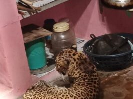 दाभोली येथे विवेक जोशी यांच्या घरात आला चक्क बिबट्या..
