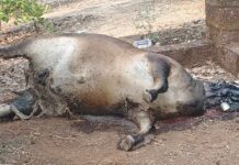 वाघाच्या हल्ल्यात गाभण गायीचा मृत्यू