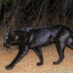 सह्याद्रीत ‘ब्लॅक पँथर’चे दर्शन; कॅमेरा ट्रॅपमध्ये दुर्मिळ क्षण कैद