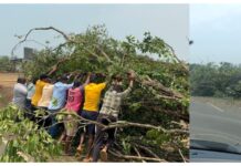 इन्सुली सावंत टेंब येथे वादळी वाऱ्याने झाड कोसळले; युवकांच्या मदतीने वाहतूक सुरळीत