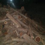 सोनुर्लीत सात ते आठ लाखांचा बेकायदेशीर खैर साठा जप्त