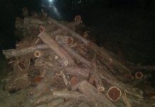 सोनुर्लीत सात ते आठ लाखांचा बेकायदेशीर खैर साठा जप्त