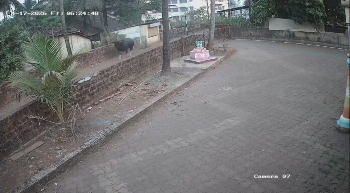 वागदे आर्यादुर्गा नगरात गवारेड्याची एन्ट्री