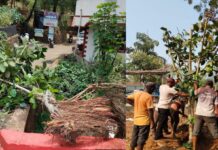 वादळात कोसळलेल्या वटवृक्षाला सावंतवाडी पालिकेकडून ‘नवसंजीवनी’